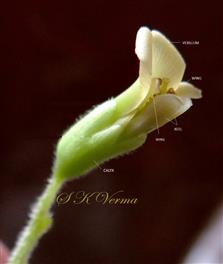  Flower (Lateral view)